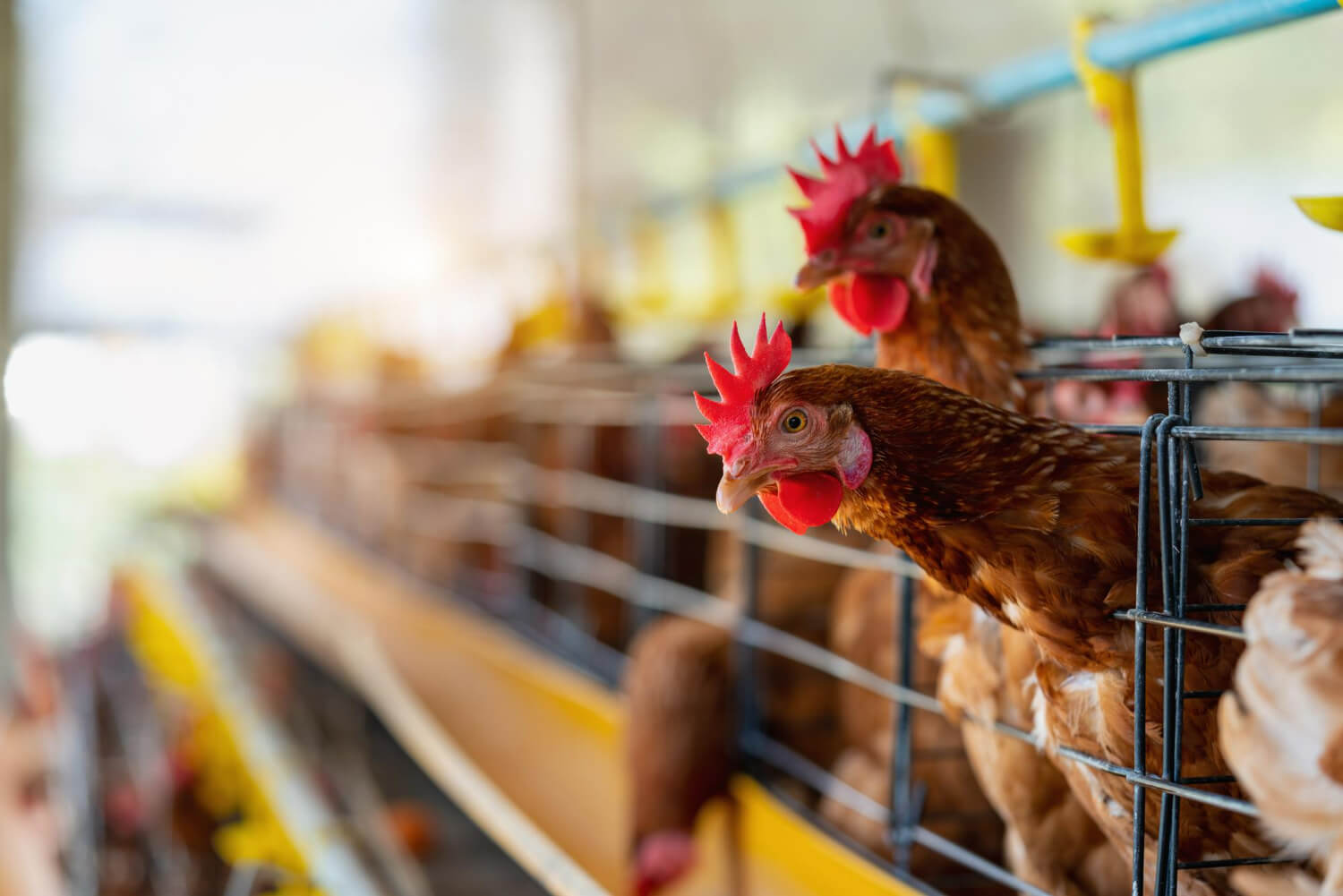 Animal Farming