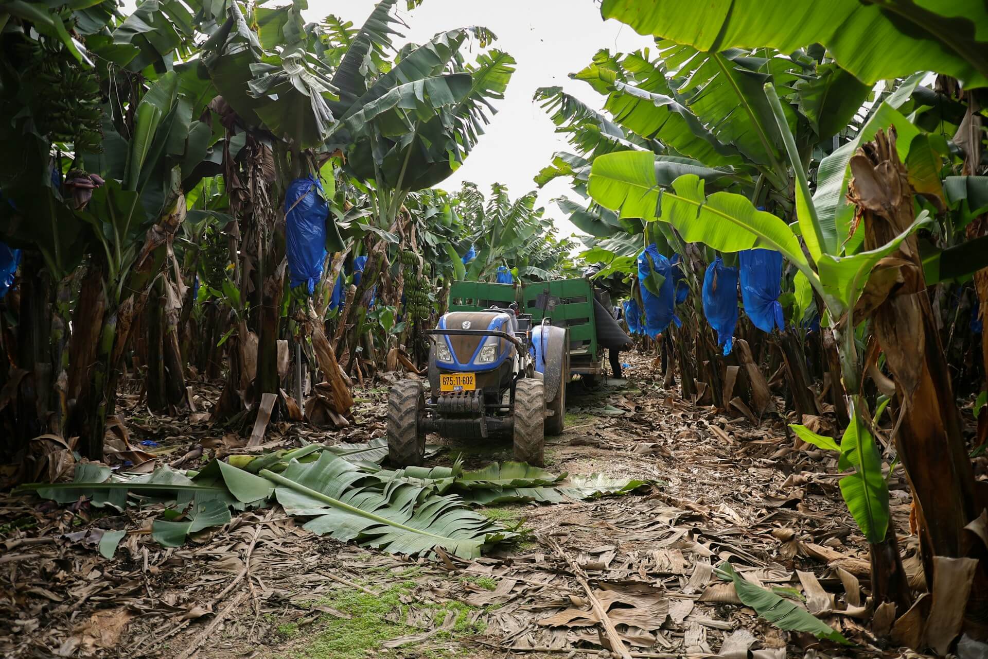 Plantation Farming