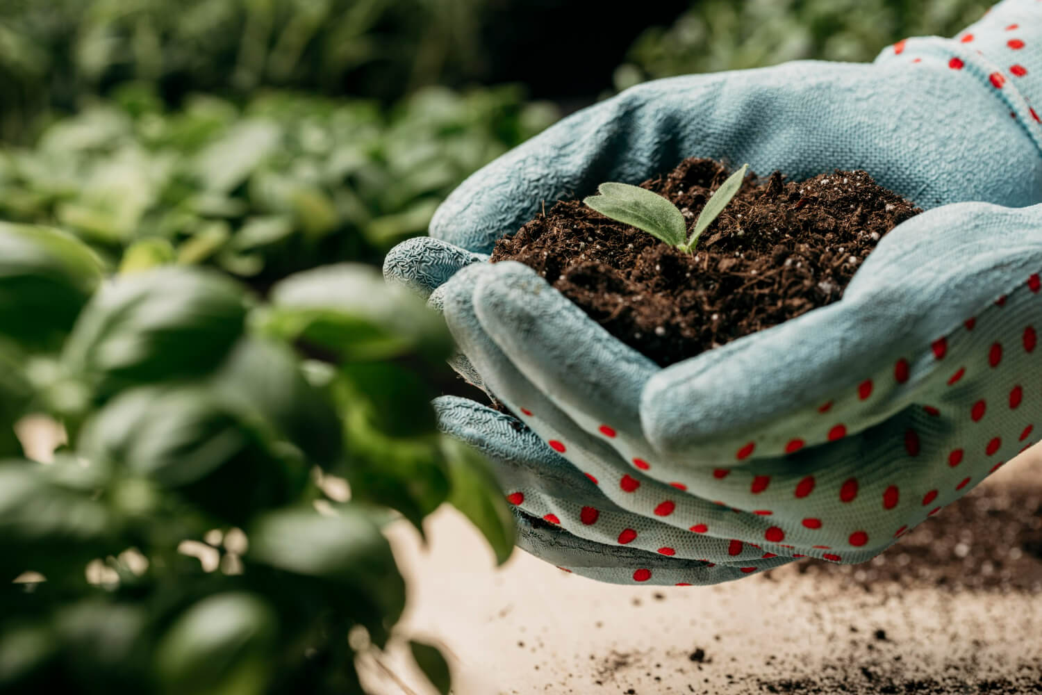 Soil Health Management